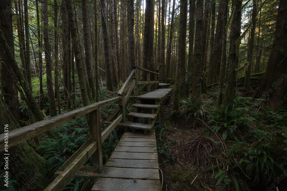 Beautiful wooden path thru the vibrant and green rain forest located near Tofino in Vancouver Island, British Columbia, Canada. Beautiful wooden path thru the vibrant and green rain forest located near Tofino in Vancouver Island, British Columbia, Canada.