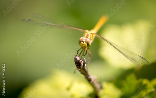 Dragonfly on a branch in the open air © schankz