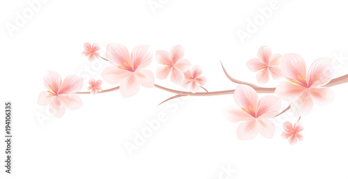 Fototapeta Naklejka Na Ścianę i Meble -  Branch of Sakura with Light Pink flowers isolated on White background. Sakura flowers. Cherry blossom. Vector