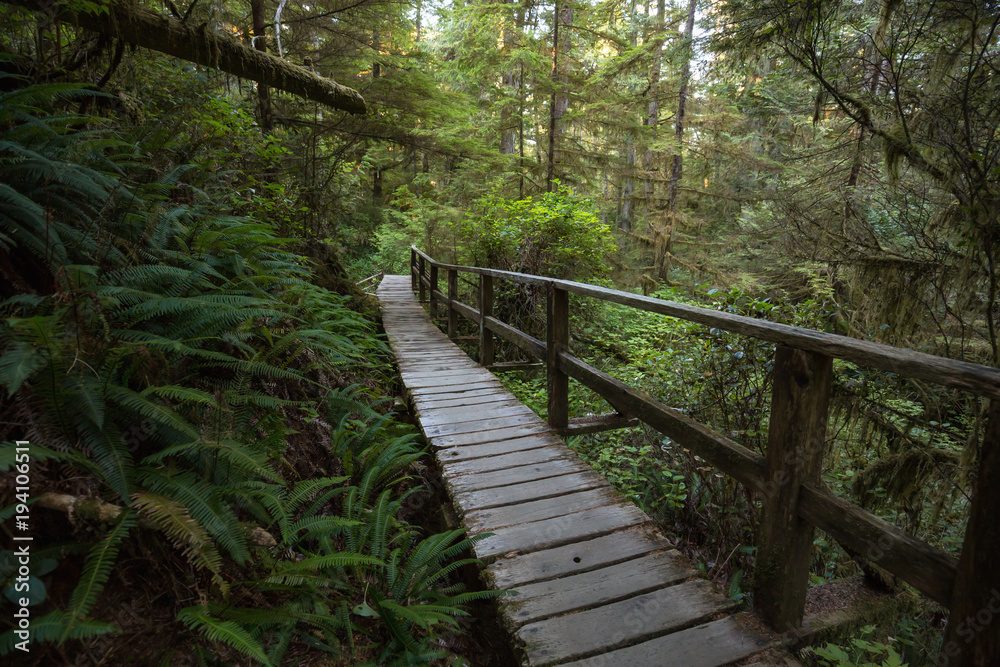 Beautiful wooden path thru the vibrant and green rain forest located near Tofino in Vancouver Island, British Columbia, Canada. Beautiful wooden path thru the vibrant and green rain forest located near Tofino in Vancouver Island, British Columbia, Canada.