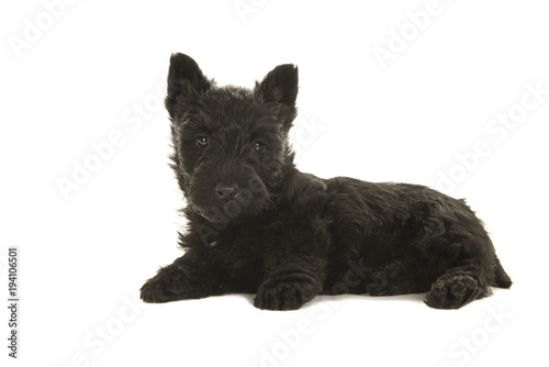 Fototapeta Naklejka Na Ścianę i Meble -  Cute black scottish terrier puppy lying down seen from the side looking at the camera