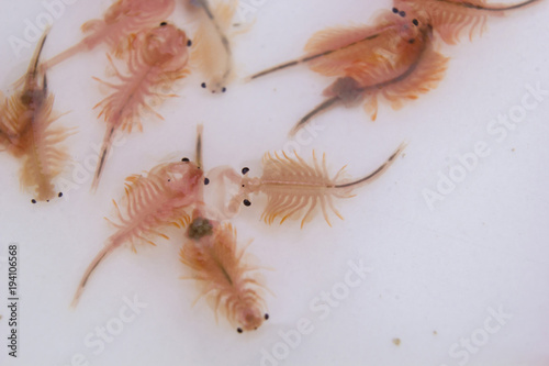 Artemia  Brine shrimp  Sea-monkey  on white background