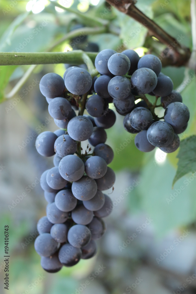 Winogrono winorośl