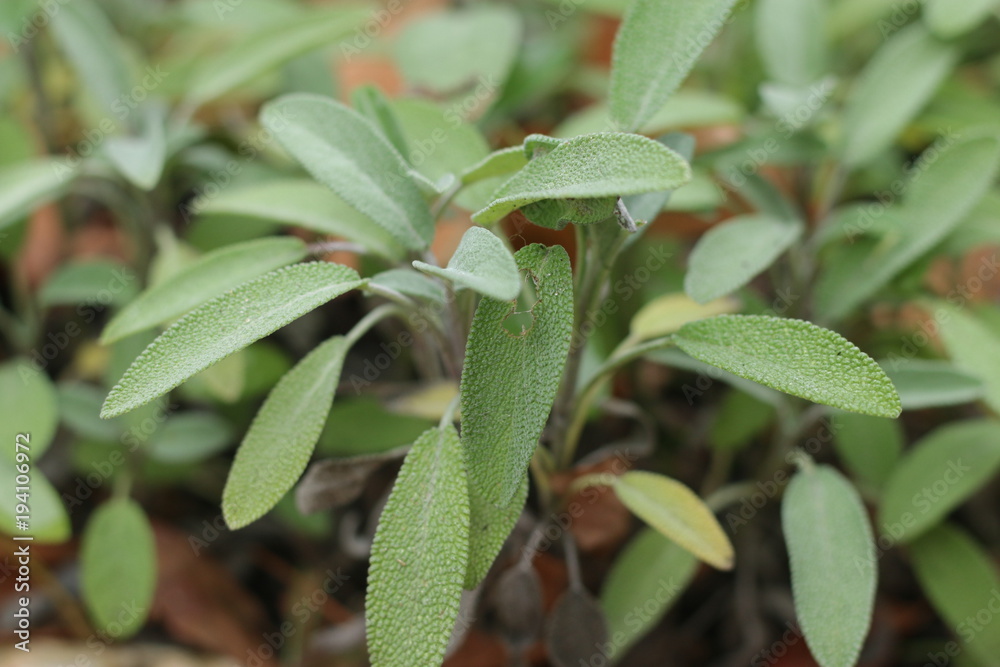 Fototapeta premium Szałwia