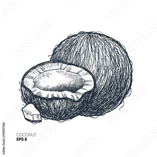 Sketch style coconut illustration. Vintage coconut. Vector illustration