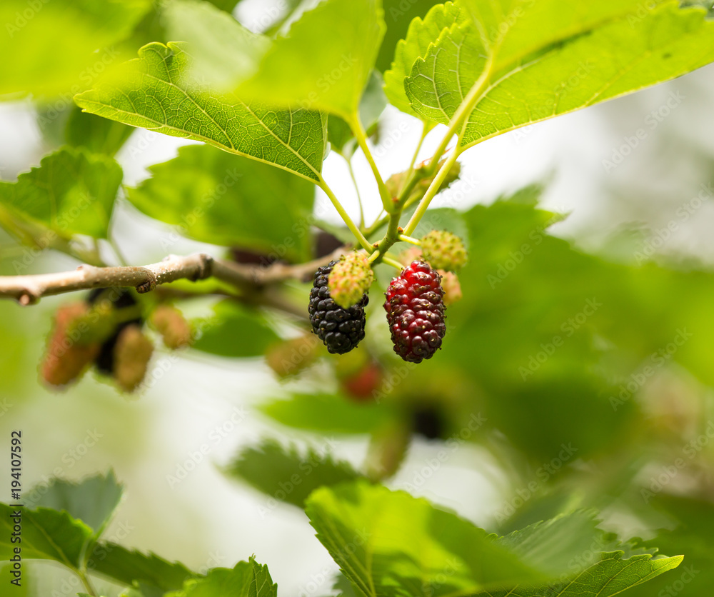 Mulberry berries on a tree in the nature Mulberry berries on a tree in the nature