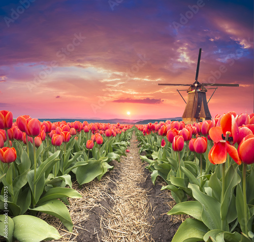 Canvas Print traditional Netherlands Holland dutch scenery with one typical windmill and tuli