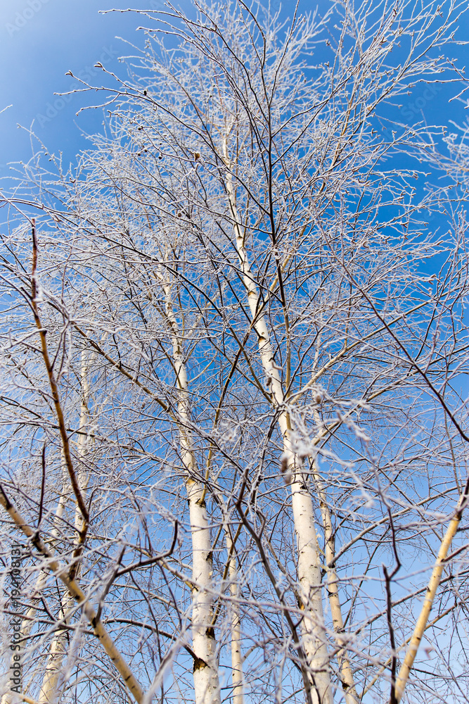 White birch branches in winter against a blue sky White birch branches in winter against a blue sky