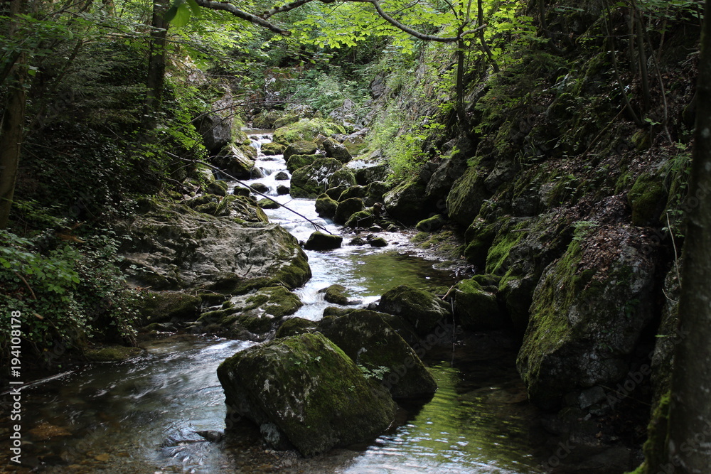Bach im Wald Bach im Wald