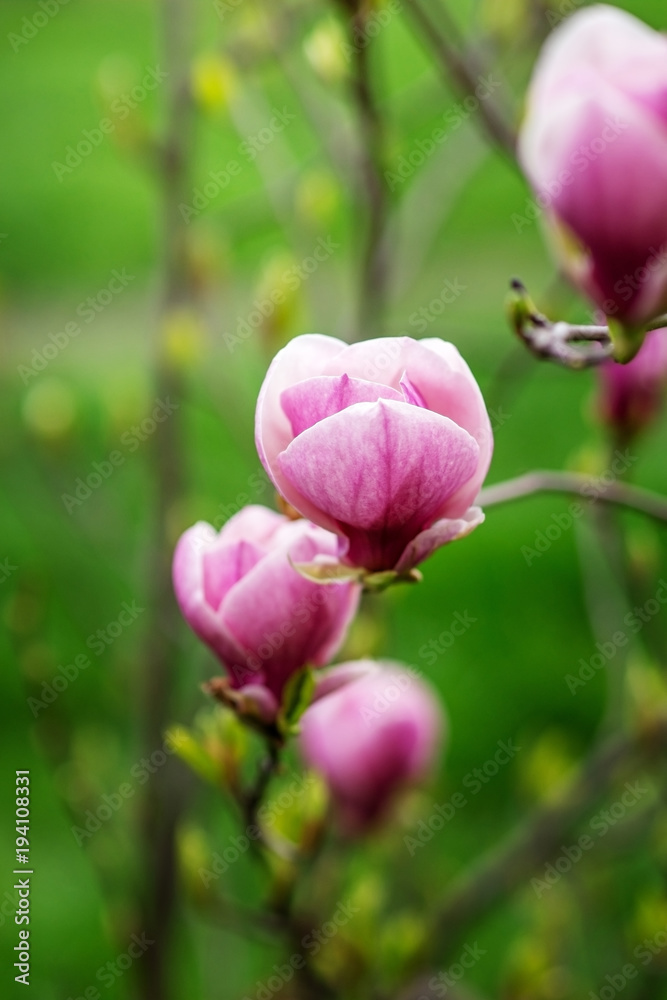 A branch of a blossoming pink Magnolia.