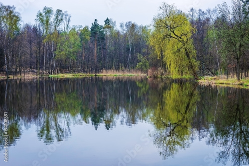 Forest lake in the spring.