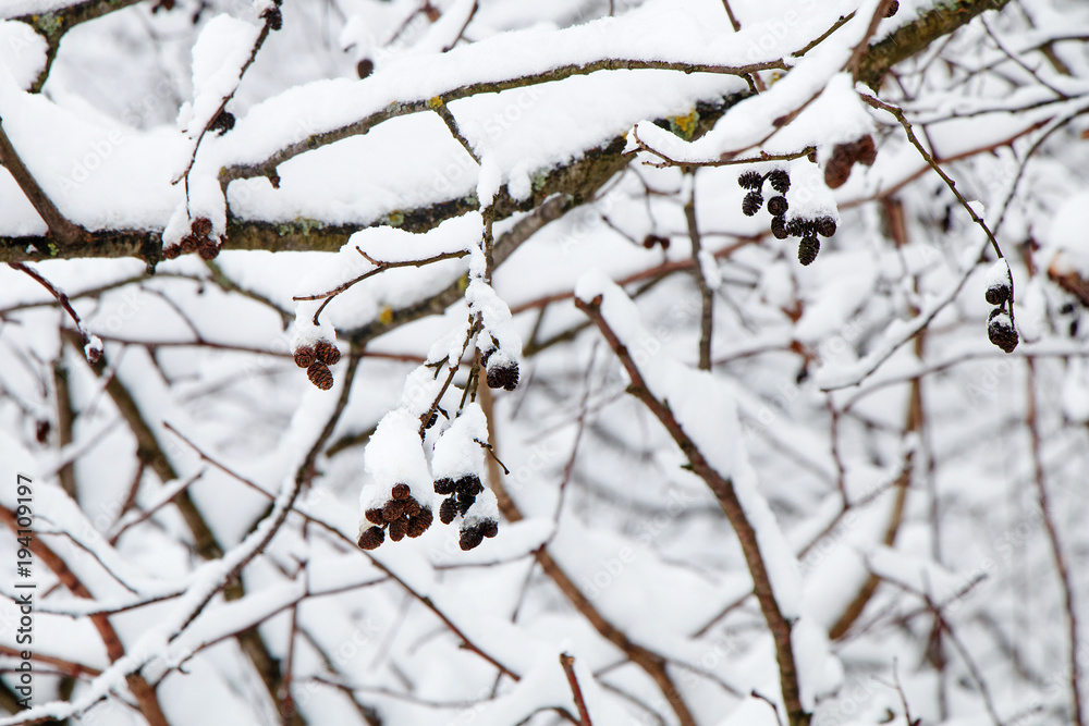 Tree branch with small cones after a heavy snow Tree branch with small cones after a heavy snow