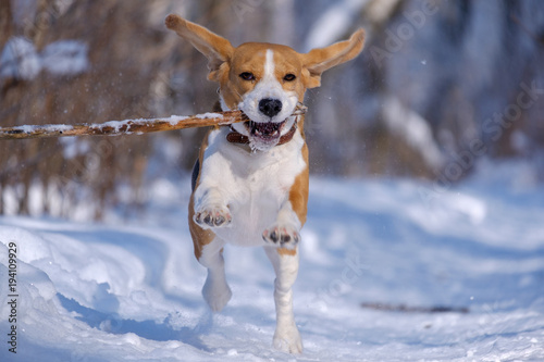 Beagle running around and playing with the winter forest