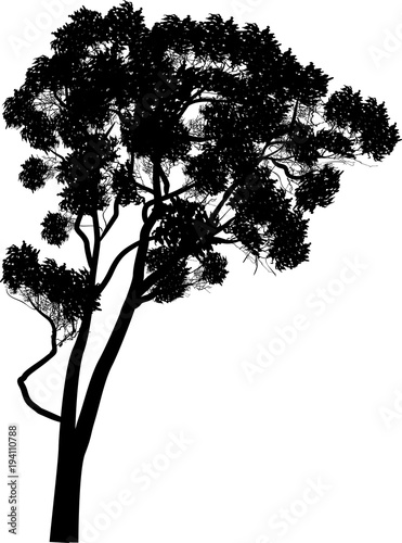 large cuved eucalyptus isolated on white