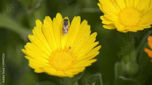 A bee on a yellow Calendula flower