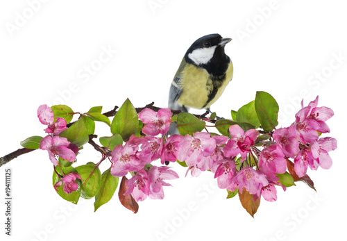 great tit on apple tree branch with pink flowers