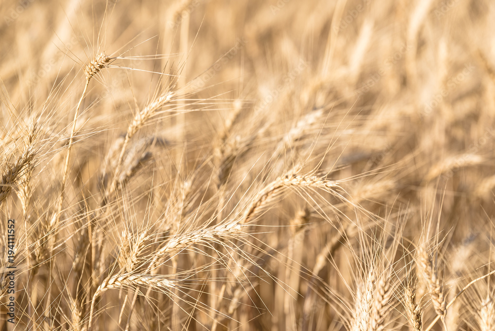 Ripe wheat in the field closeup Ripe wheat in the field closeup