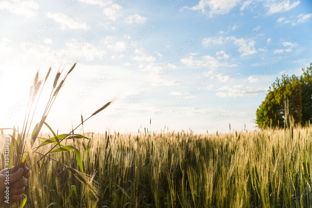 Obraz premium Hand holds bundle of wheat ears in the field. sunset landscape