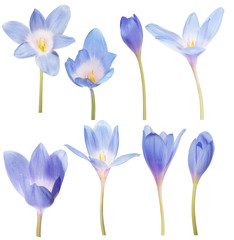 Wandcirkels Krokussen Acht blauwe krokussen op wit  © Alexander Potapov