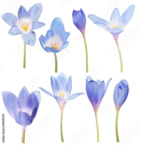 collection of eight blue crocus flowers on white