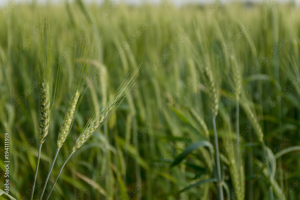 growing green spikelets in the field growing green spikelets in the field