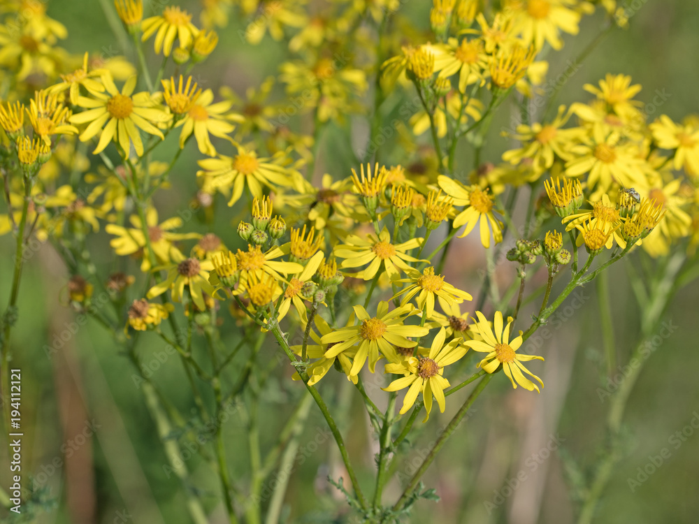 Jakobskraut, Jakobskreuzkraut, Senecio jacobaea