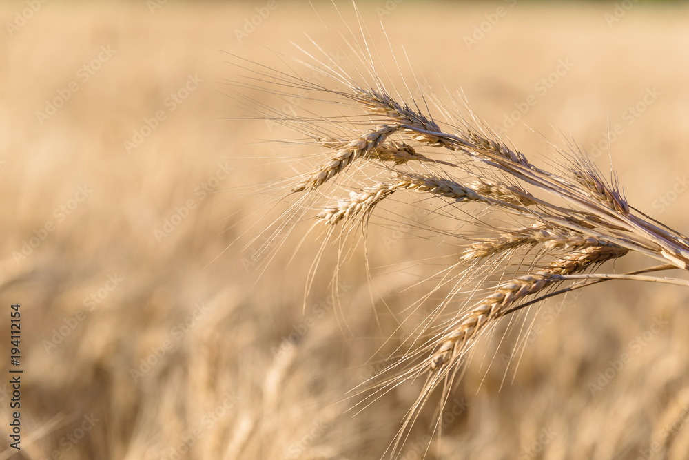 Ripe wheat in the field closeup Ripe wheat in the field closeup