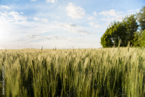 growing cereals in the field