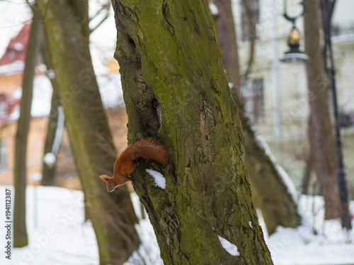 A Eurasian red squirrel playing in the snow in Lviv, Ukraine © Solomiia