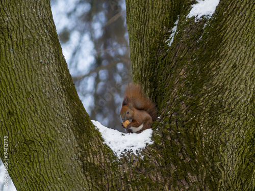 A Eurasian red squirrel eating a nut in the snow