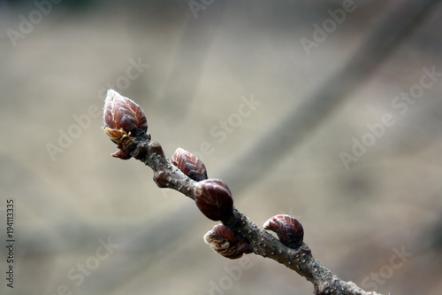  Awakening of oak buds in spring