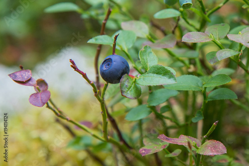 Healthy organic food - wild blueberries. Vaccinium myrtillus growing in forest closeup