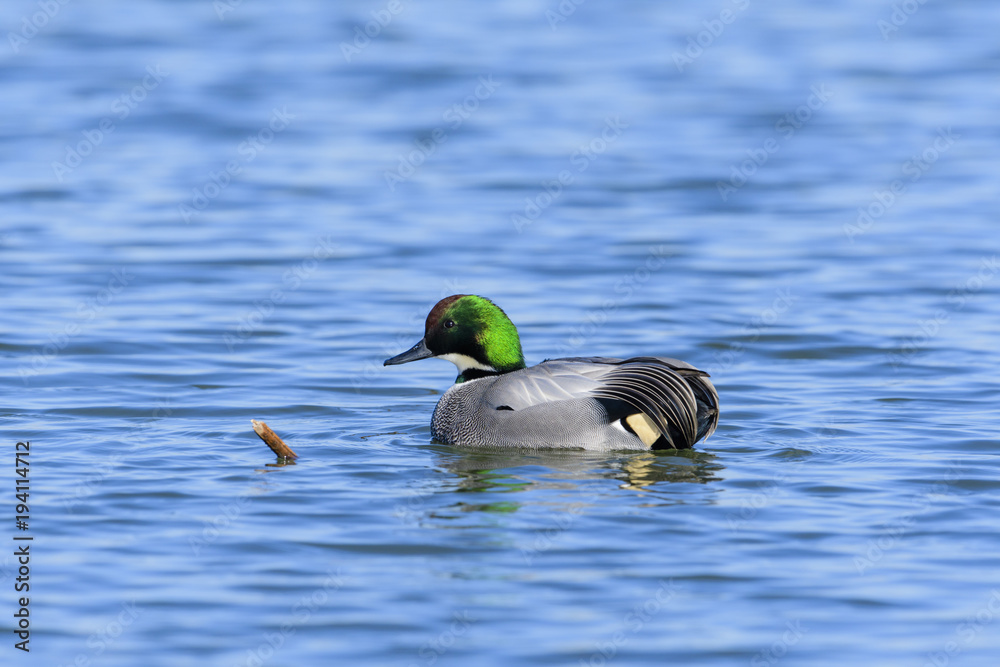 Obraz premium ヨシガモ雄(Falcated duck)