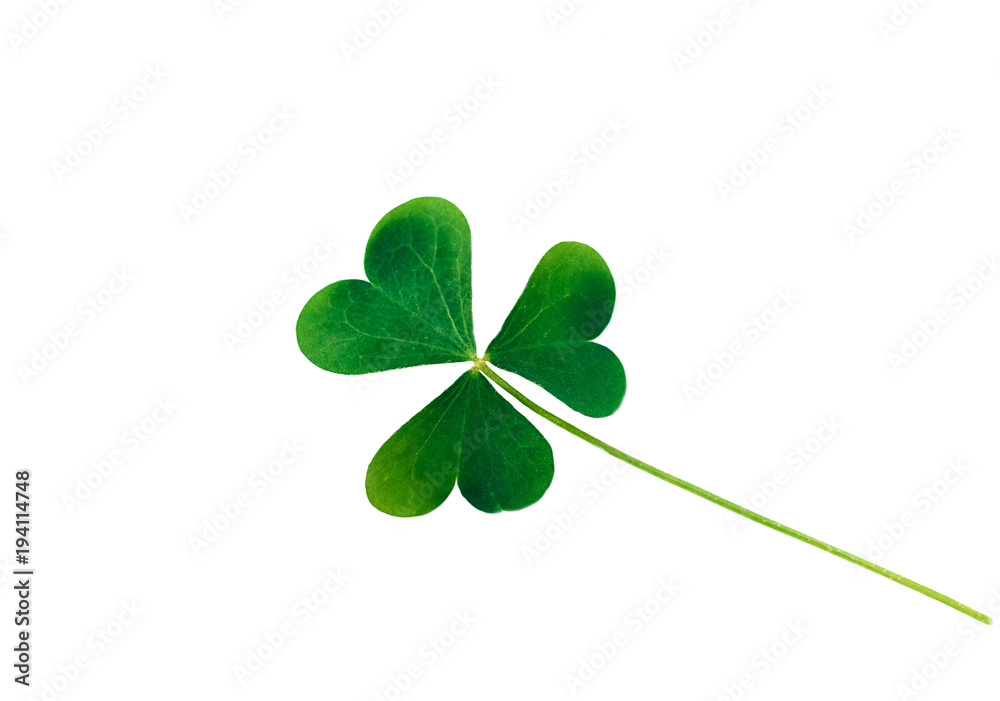 St. Patrick's Day symbol. Lucky shamrock, isolated St. Patrick's Day symbol. Lucky shamrock, isolated