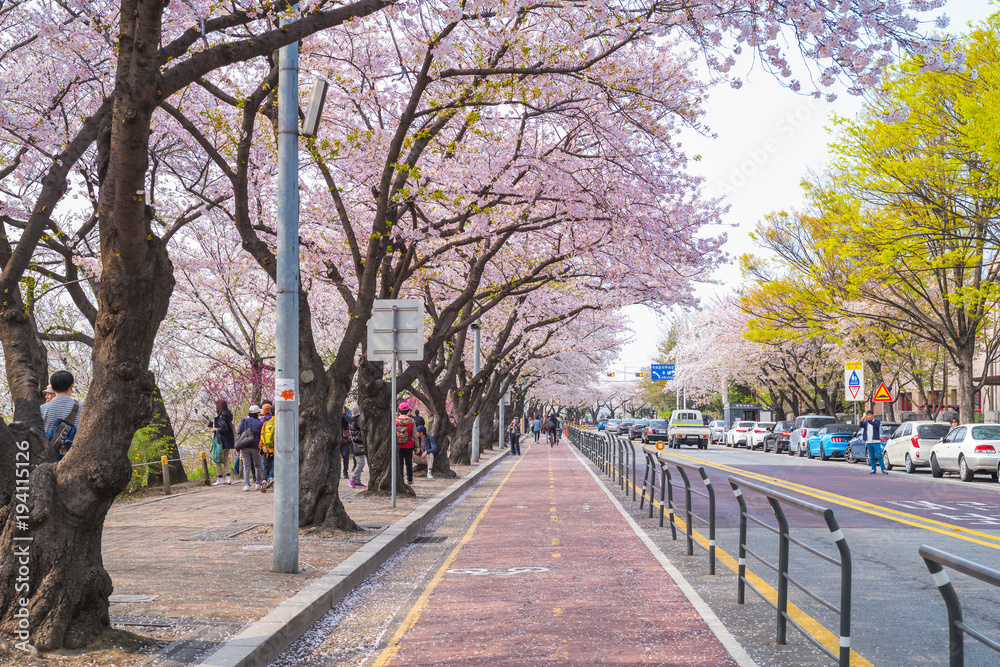 Sakura Flower, Seoul, South Korea Cherry Blossom Festival in spring at