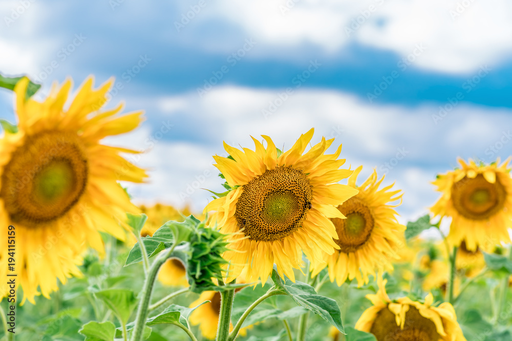 Fototapeta premium A blossoming sunflower flower closeup