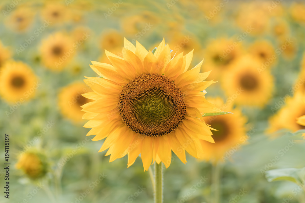 Obraz premium A blossoming sunflower flower close-up