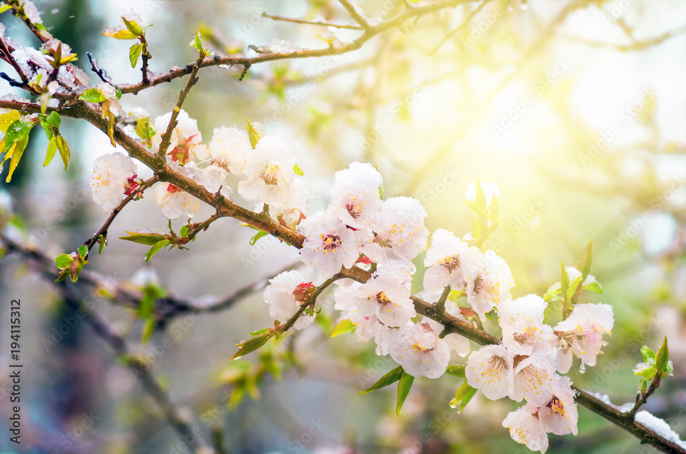 Flowers apricot tree in spring covered last snow Flowers apricot tree in spring covered last snow