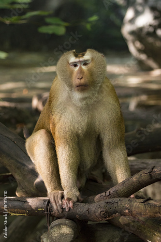 Image of Pig-tailed Macaque monkeys on nature background. Wildlife Animals.