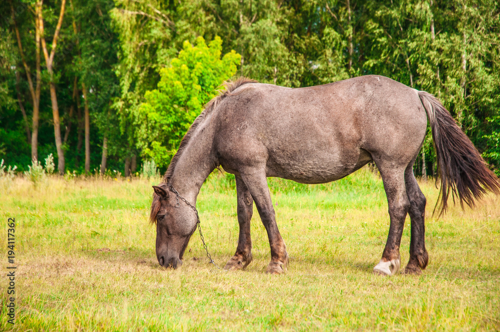 a horse in the pasture