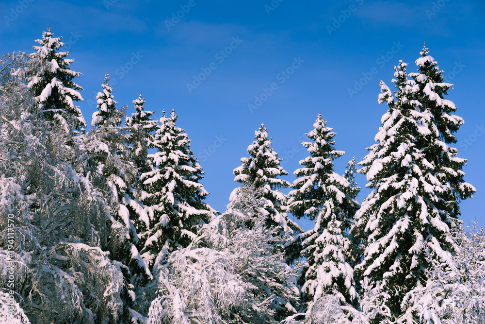 Winter forest with trees covered snow Winter forest with trees covered snow