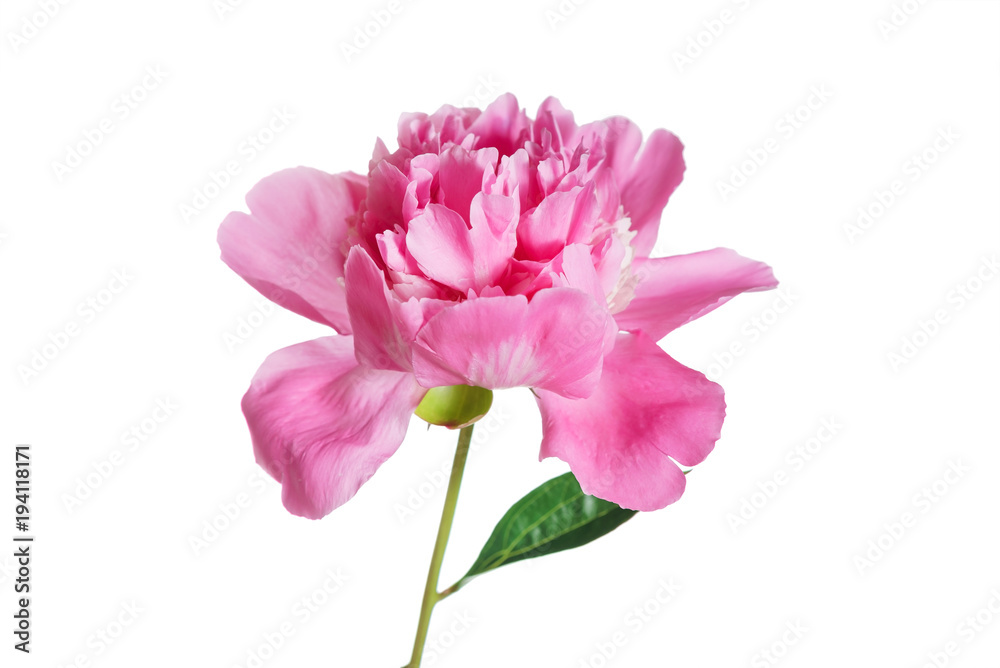 peony flower on the white peony flower on the white