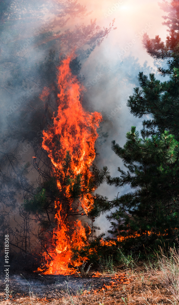 Forest fire burning, Wildfire close up at day time