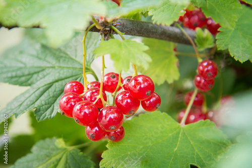 Branch of red currant berries on the bush in the summer sunny day, closeup
