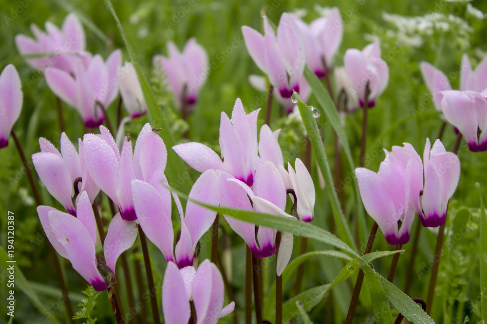 the cyclamen blooming in israel the cyclamen blooming in israel