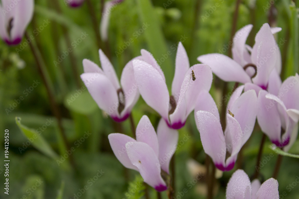 the cyclamen blooming in israel the cyclamen blooming in israel