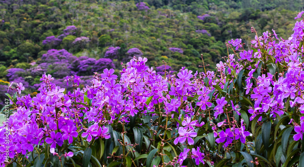 Fototapeta premium Flor roxa de quaresmeira.