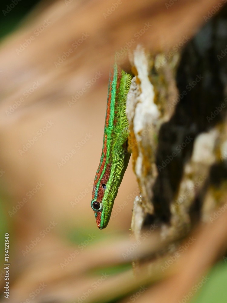 Ornate day gecko in natural habitat