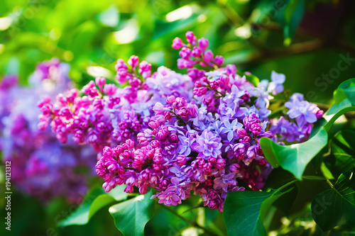 Spring lilac flowers. Spring flowering. Shallow depth of field. Selective focus.