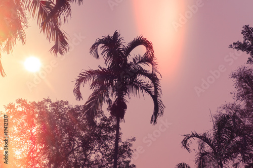 Palm trees silhouette against sunset. Filter toned effect, purple and orange colors. Horizontal